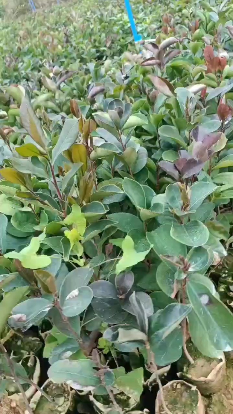 山油茶