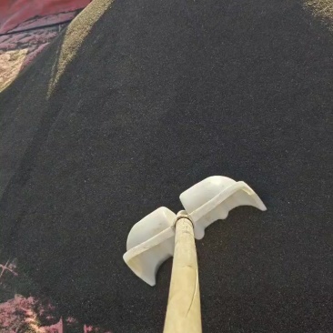 北柴胡籽，甘肃