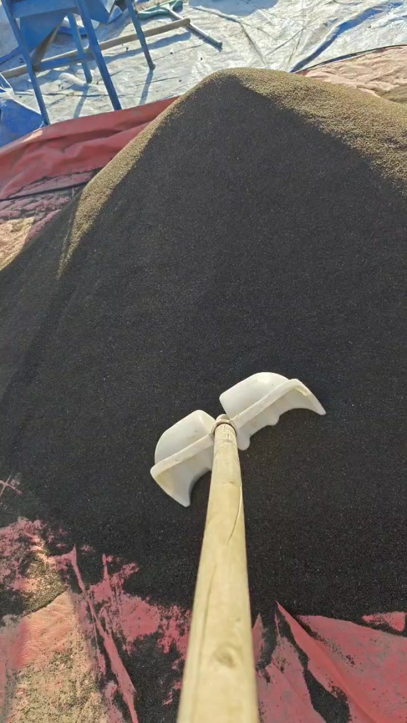 北柴胡籽，甘肃