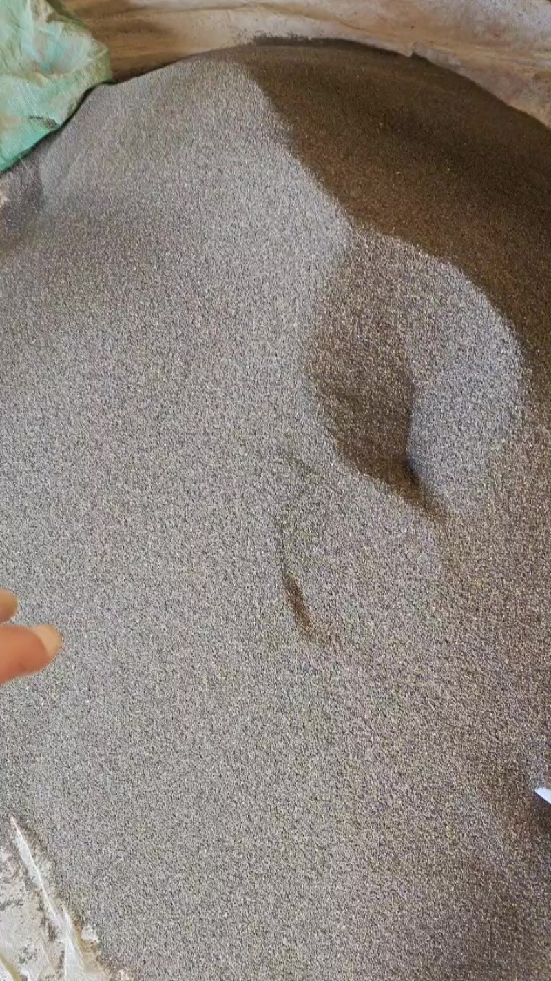 北柴胡籽，甘肃