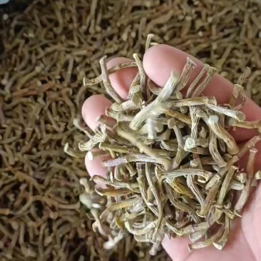 云南德宏铁皮石斛寸条