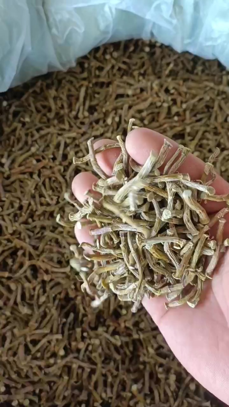 云南德宏铁皮石斛寸条