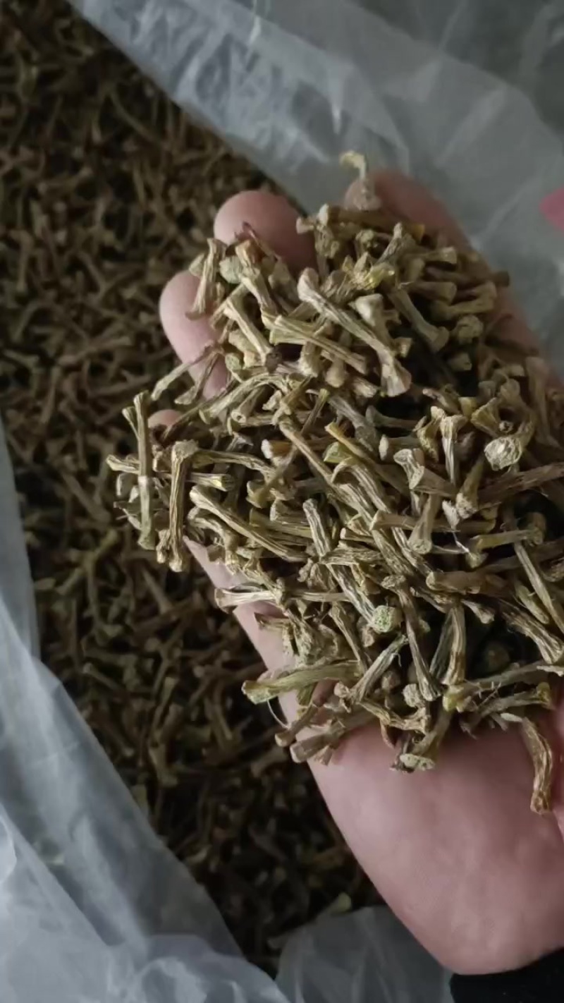 云南德宏铁皮石斛寸条