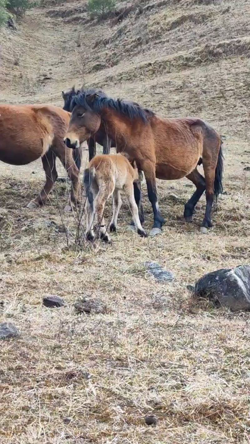 凉山州高海拔马