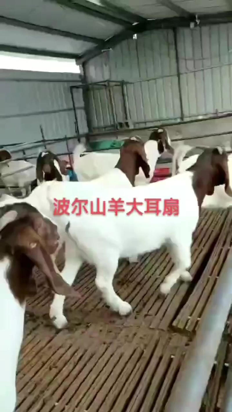 改良黄牛