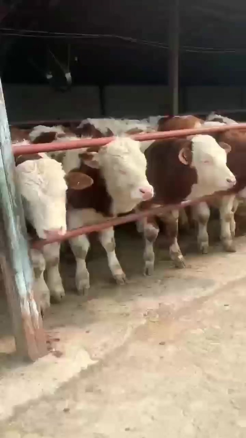 改良黄牛