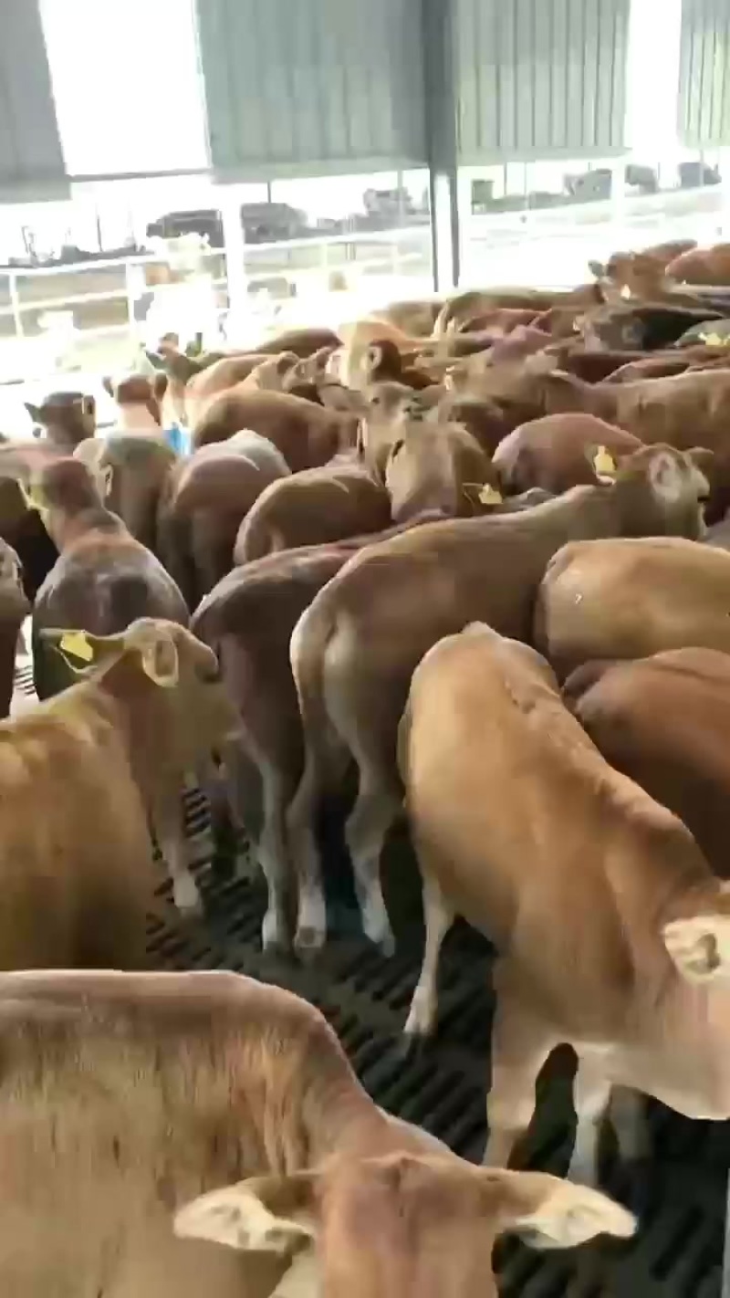 改良黄牛