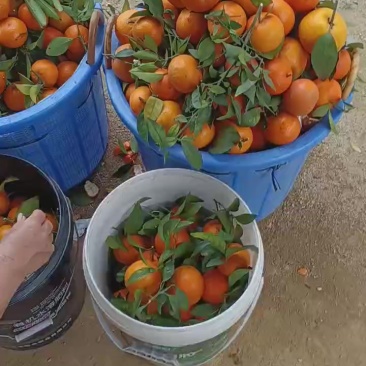 沃柑