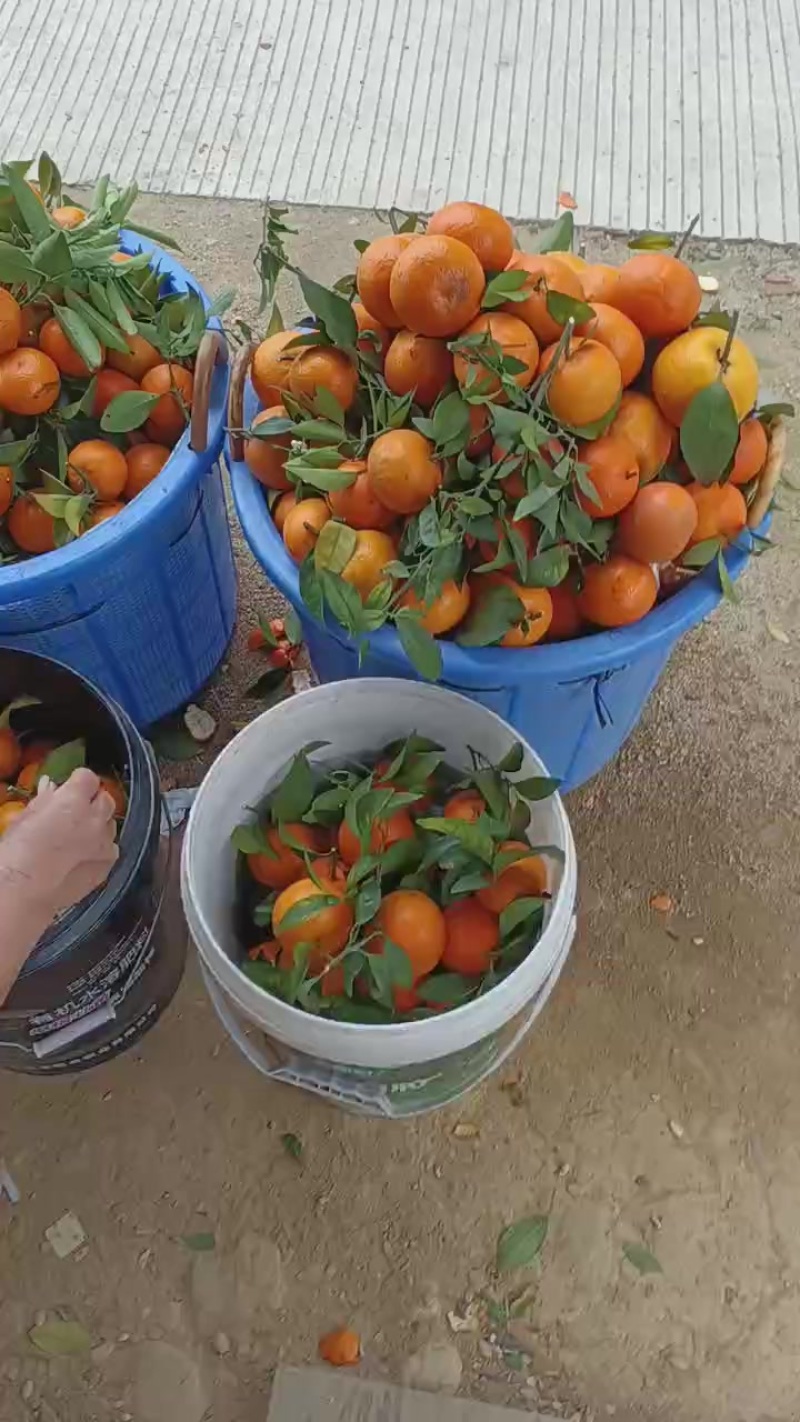 沃柑