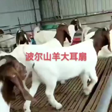 波尔山羊