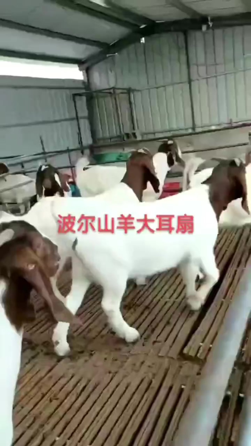 波尔山羊