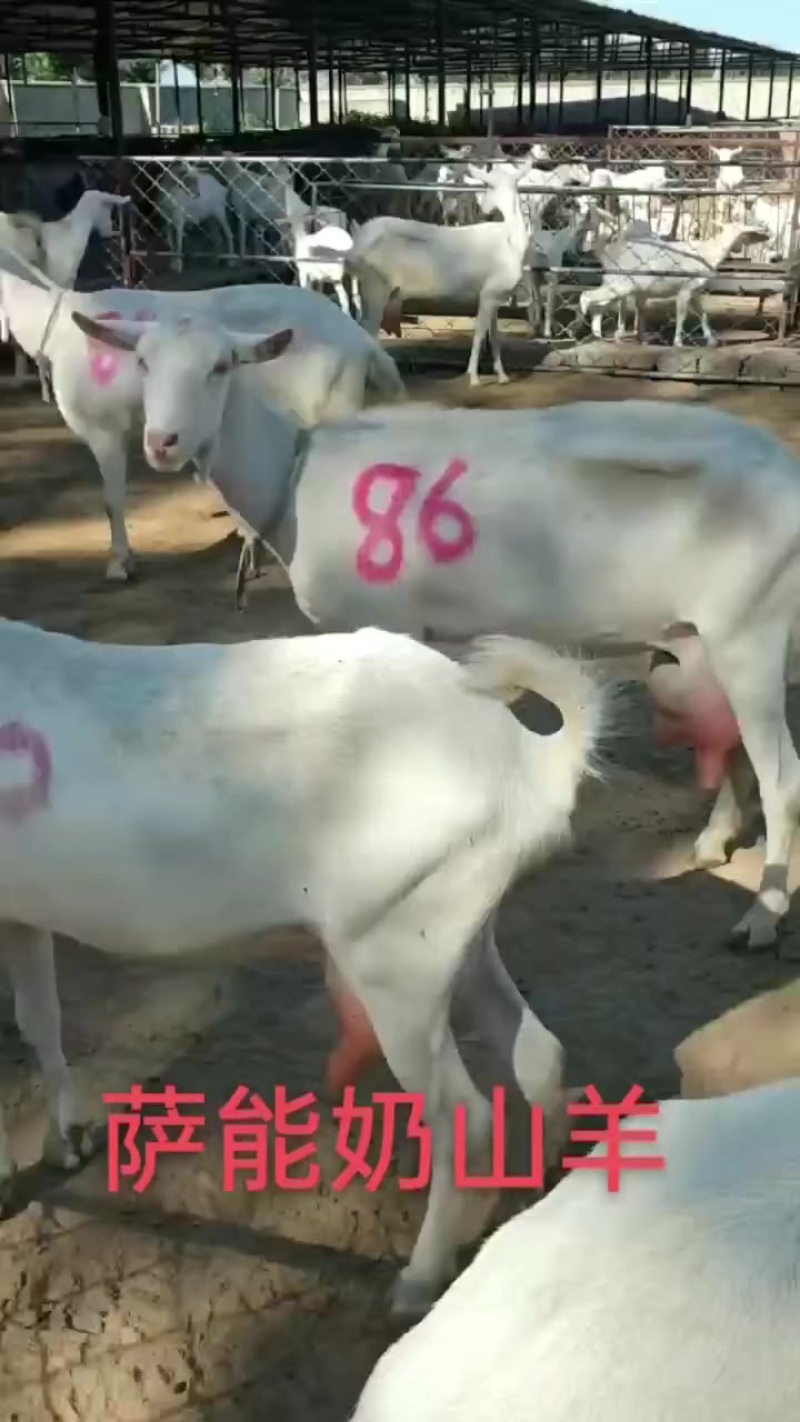 波尔山羊