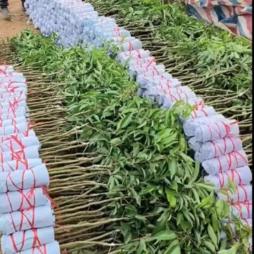 无核荔枝苗