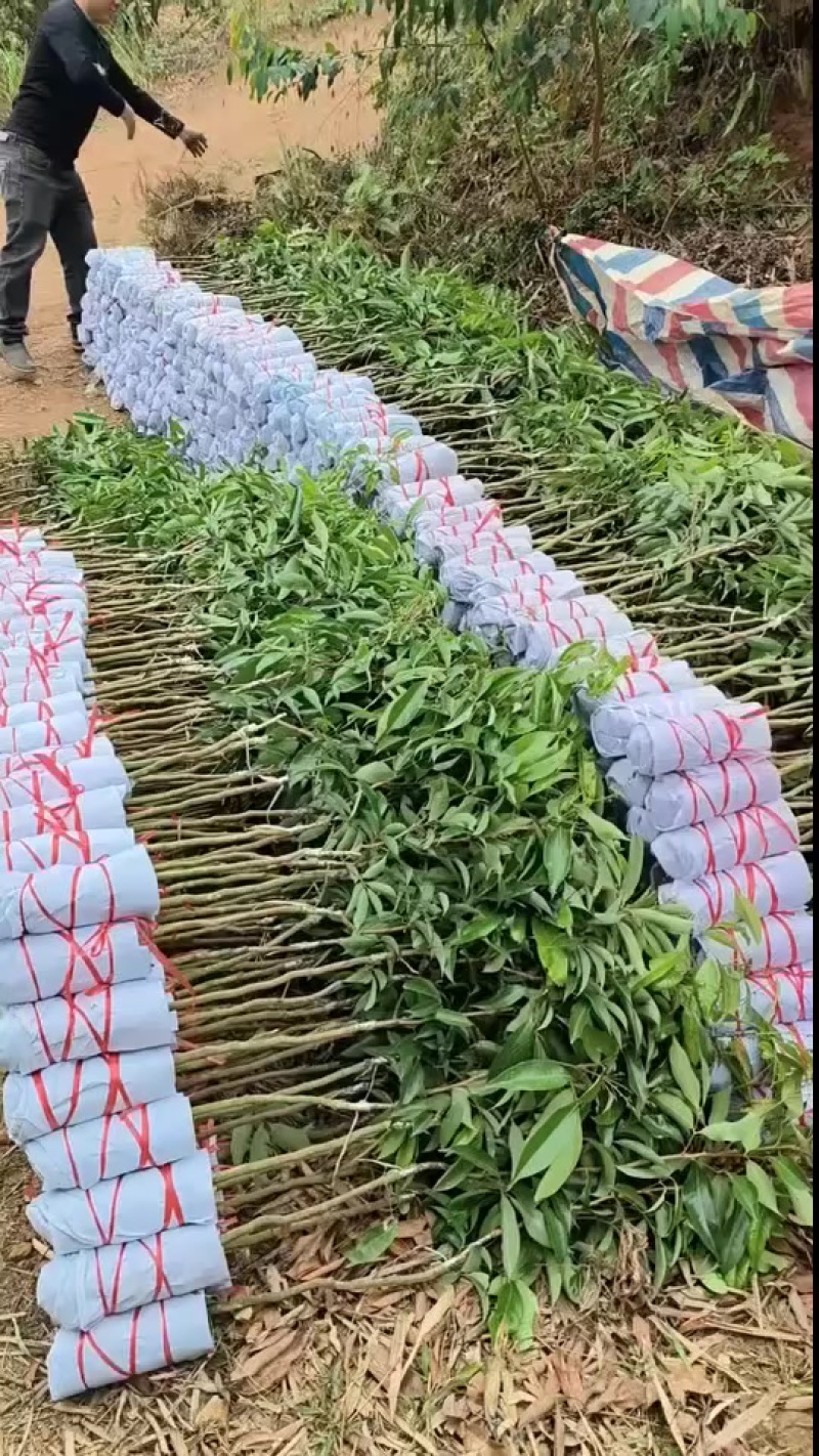 无核荔枝苗