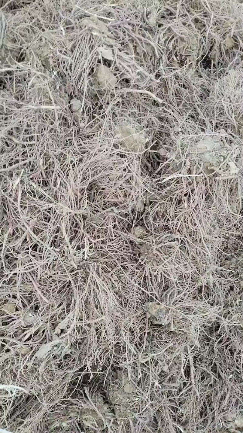 鲜货