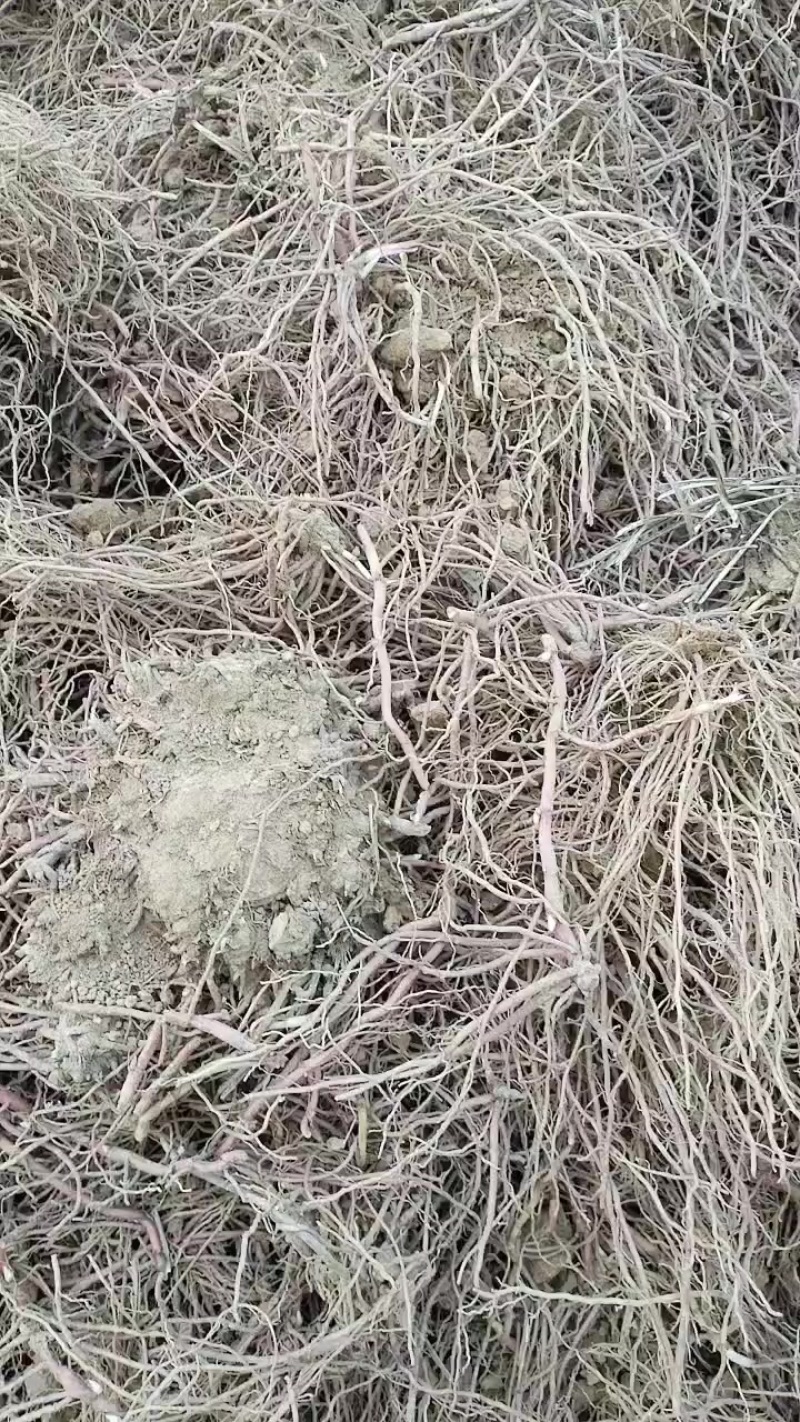 鲜货