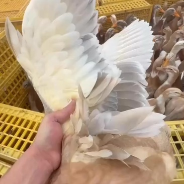 广东红麻鸭