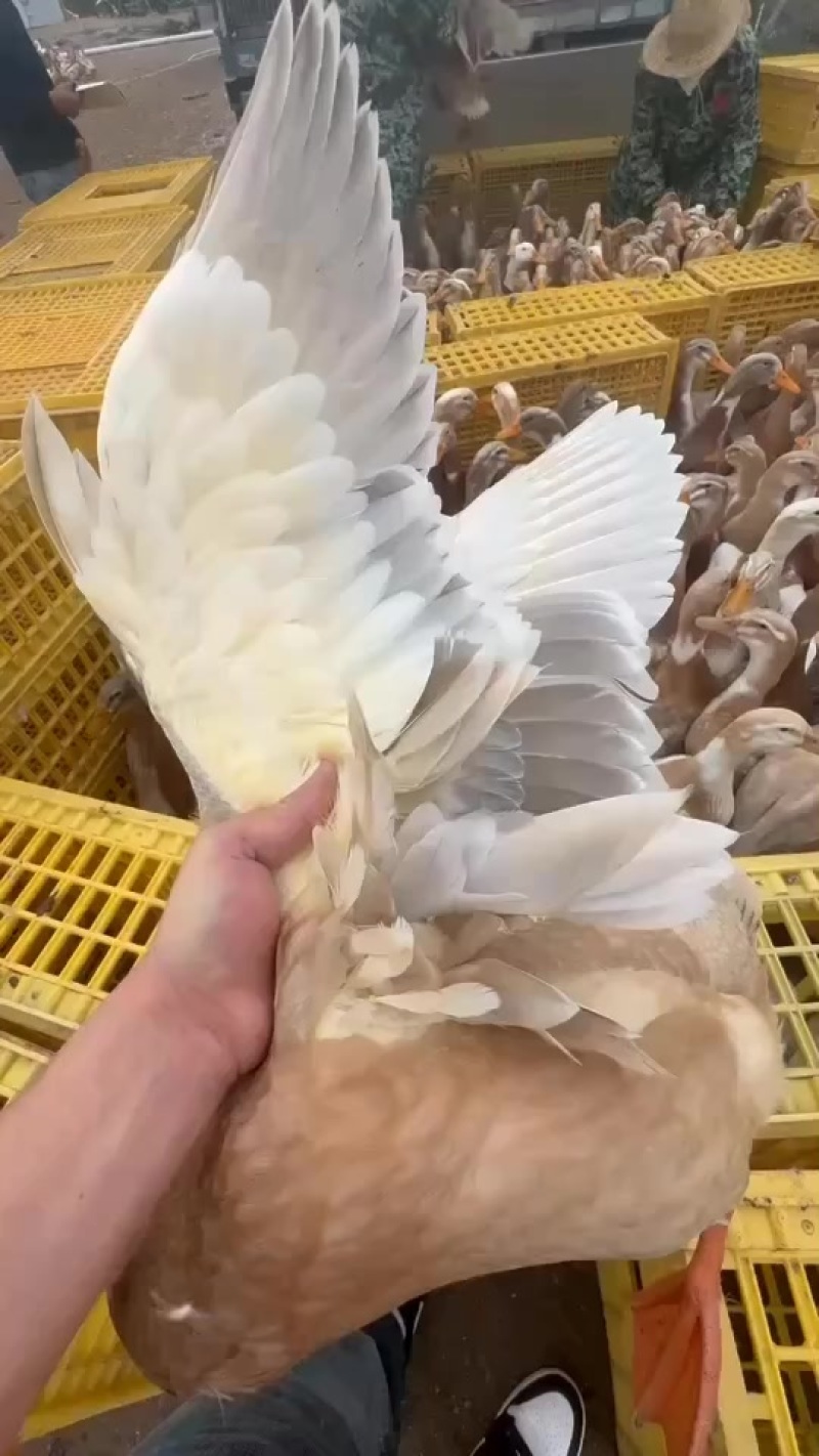 广东红麻鸭