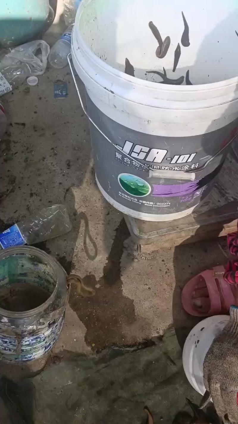 水蛭种，茧，苗都有销售回收