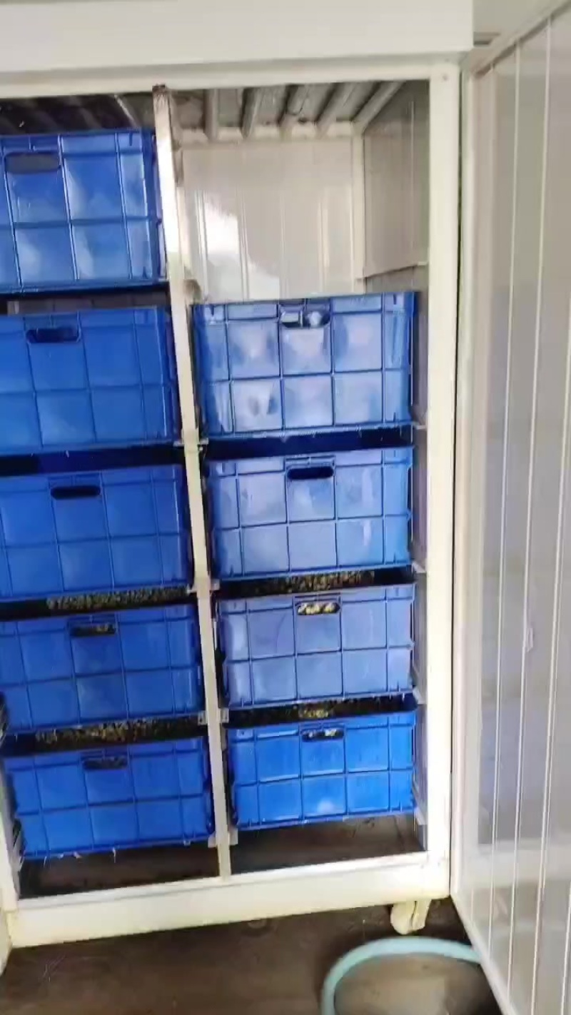 黄豆芽