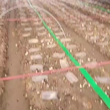 鲜羊肚菌