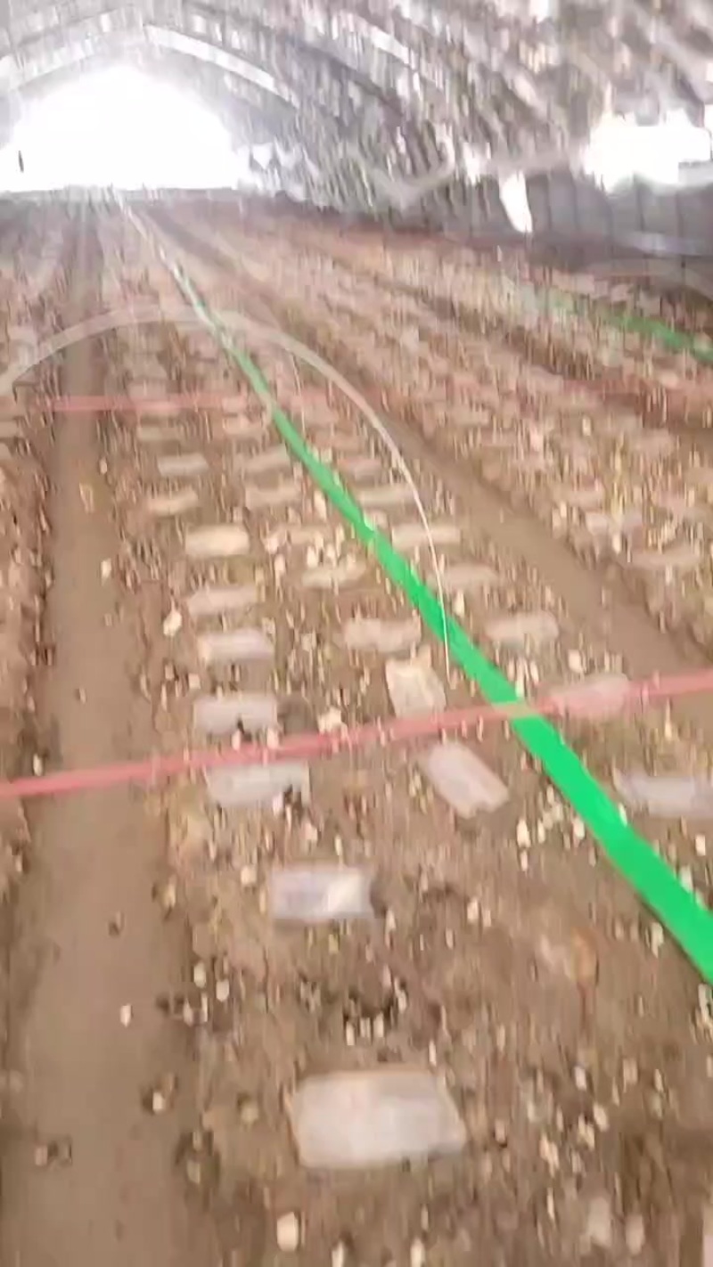 鲜羊肚菌