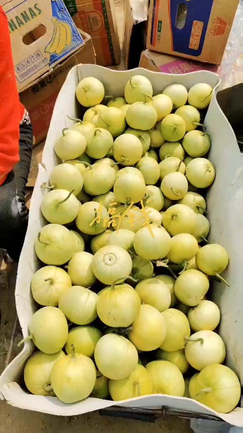 正宗马连庄甜瓜开始上市