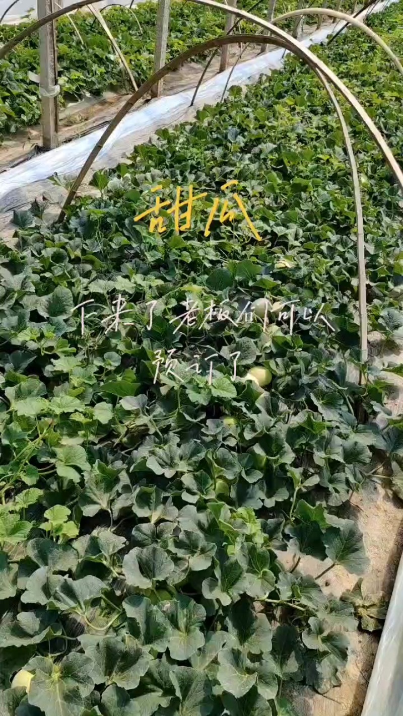 正宗马连庄甜瓜开始上市