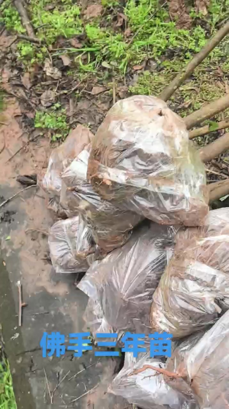 佛手三年苗，基地直供，