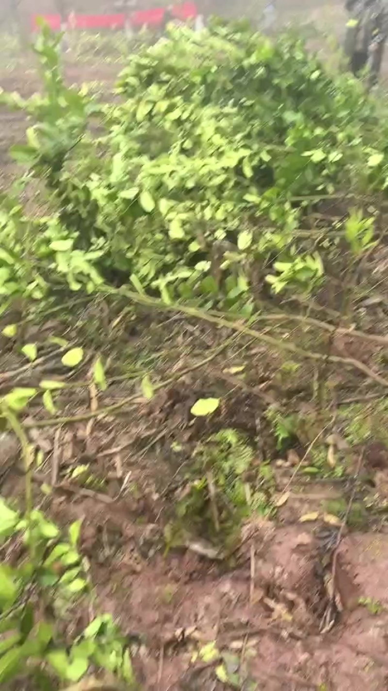 佛手三年苗，基地直供，