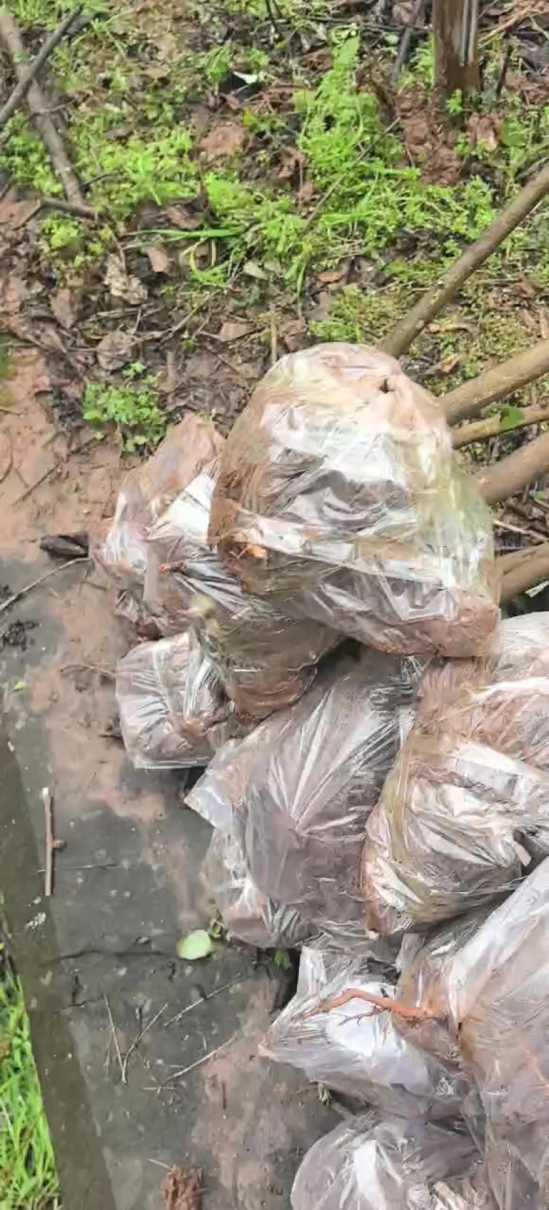 佛手三年苗，基地直供，