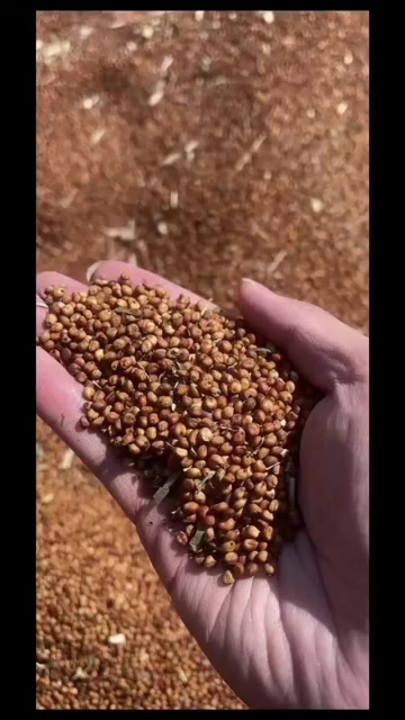 红樱子高梁