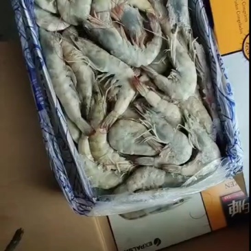 精品盐冻大