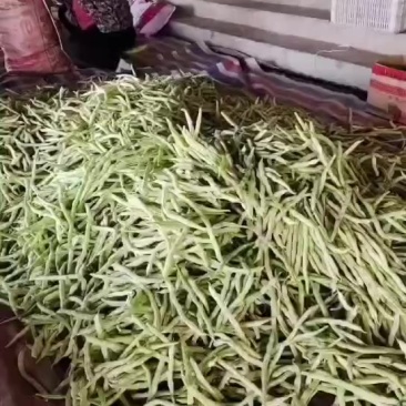 3.13号芸豆大量有货，欢迎各位老板前来采购