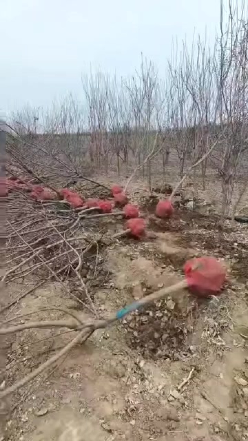 5公分杏树