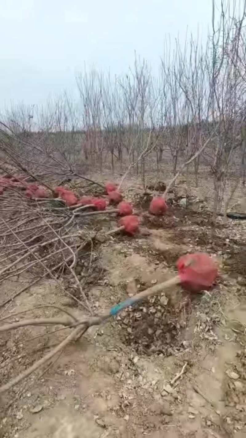 5公分杏树
