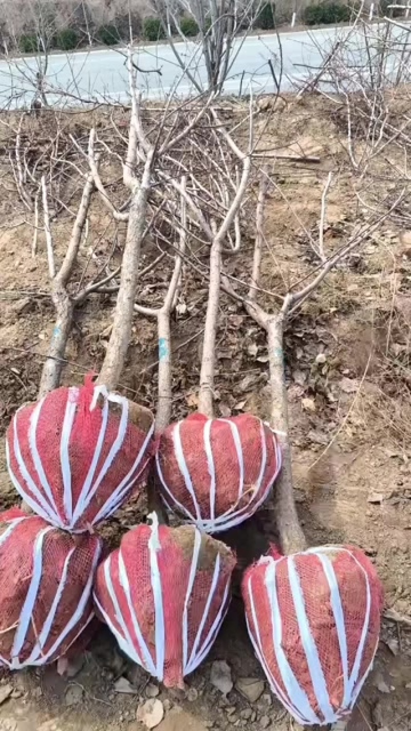 5公分杏树