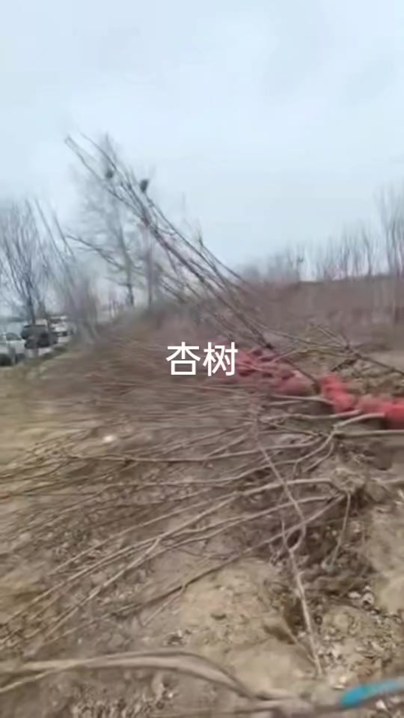 5公分杏树