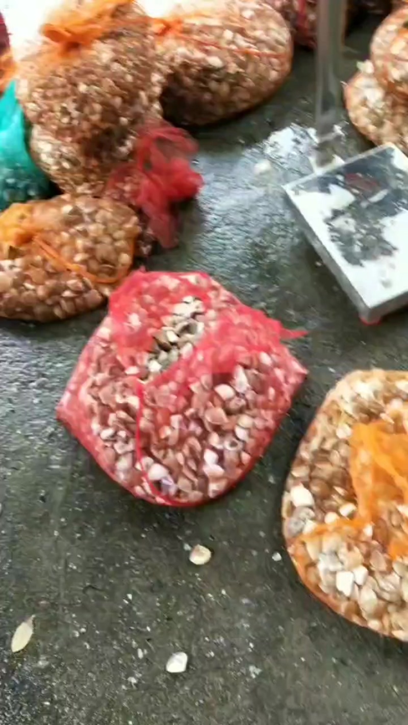 批发一手货源文蛤