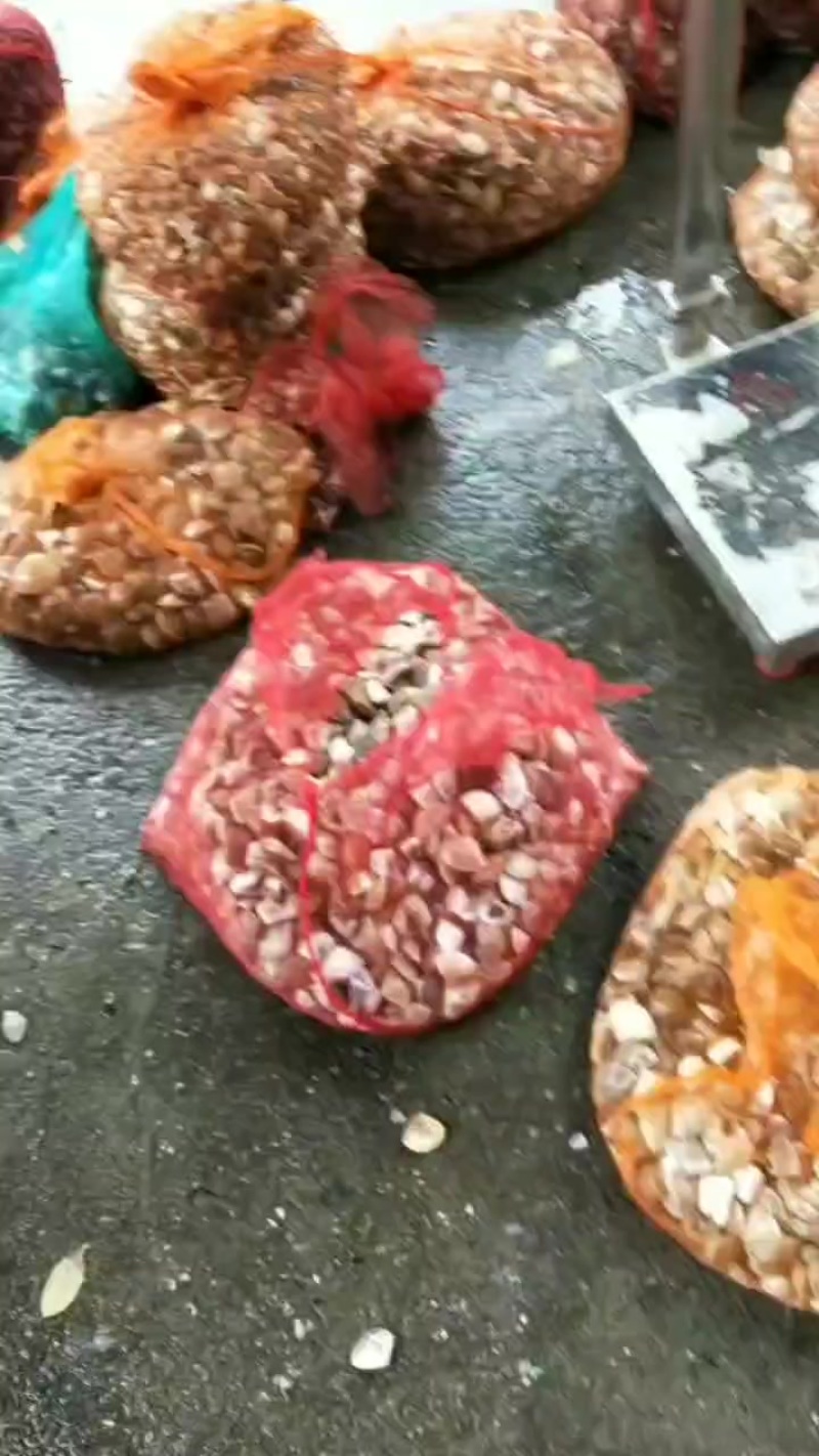 批发一手货源文蛤