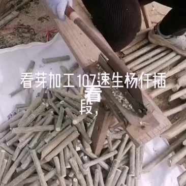 山东临清！107速生杨仟插段