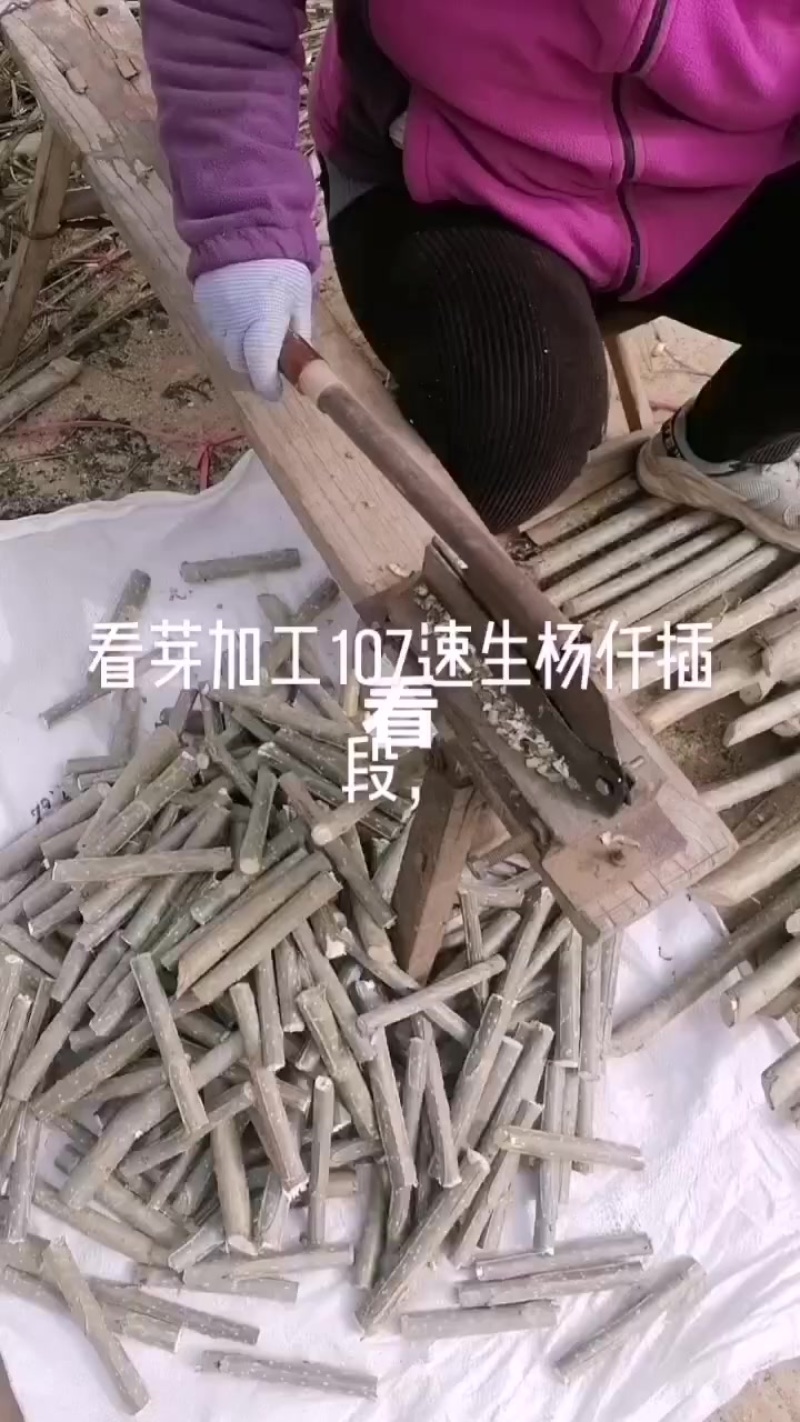 山东临清！107速生杨仟插段