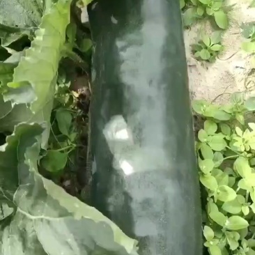 冬瓜