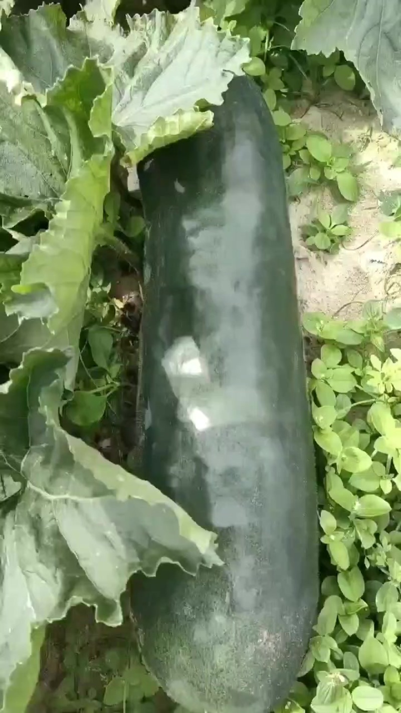 冬瓜