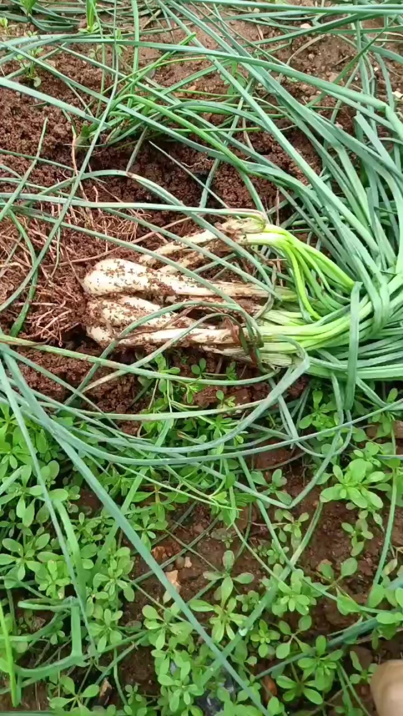 荞头