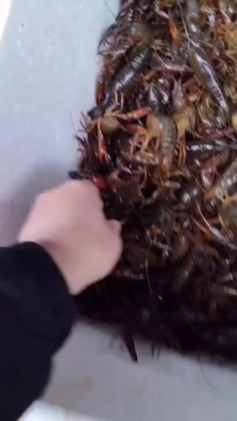各种规格小龙虾，只支持物流