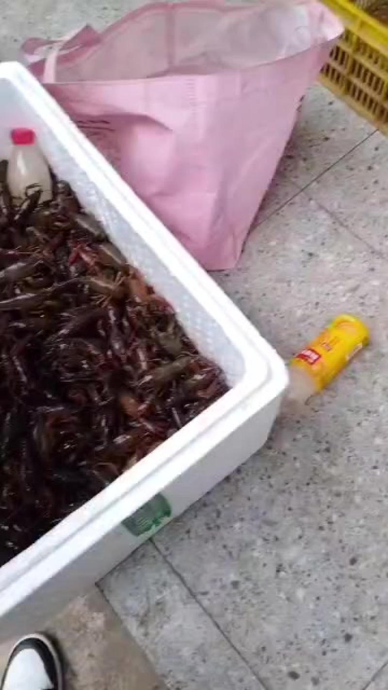 各种规格小龙虾，只支持物流