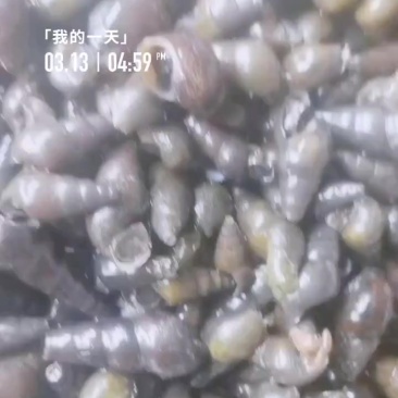 山坑螺，长期稳定。