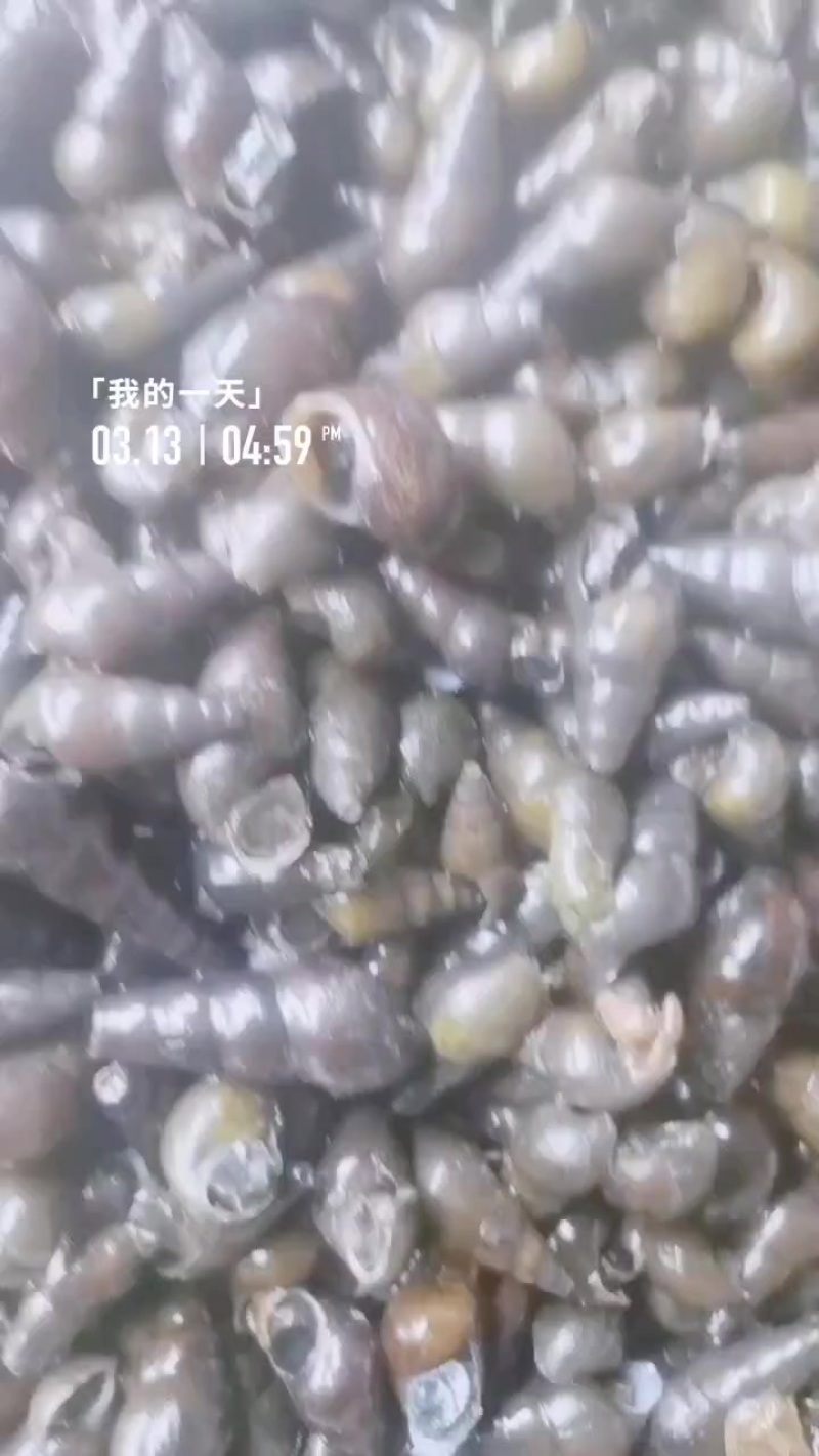 山坑螺，长期稳定。