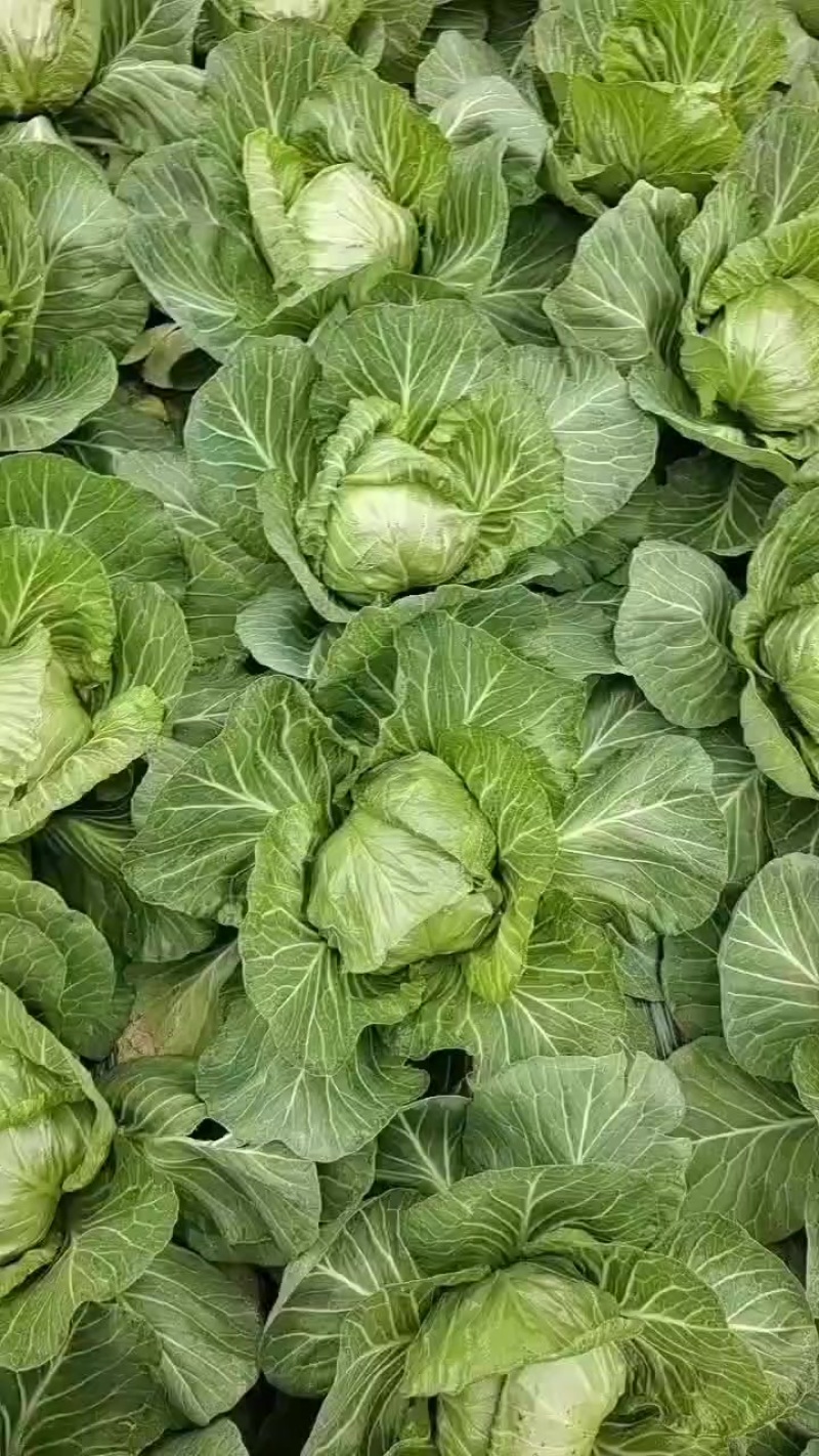 甘蓝